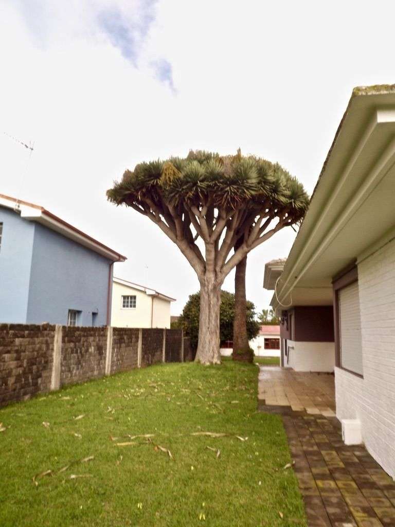 TENERIFFA: INVESTMENT - ANGEBOT! ++ 4 HÄUSER IM PAKET! ++ INKL. POOL ++ DRACHENBAUM UND VIELES